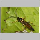 Ichneumon crassigena - Schlupfwespe m109a 15mm - fdet02b-Joel Valemberg.jpg